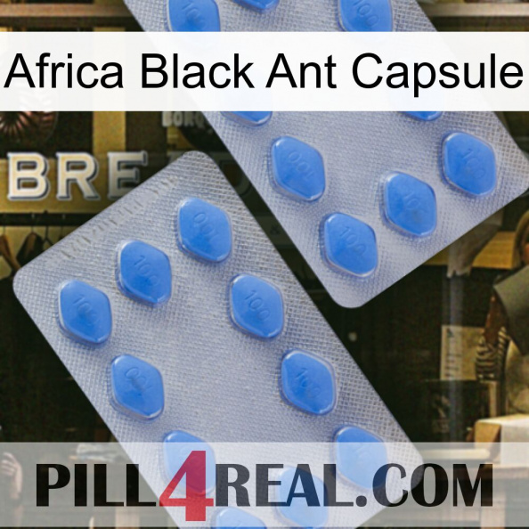 Africa Black Ant Capsule 20.jpg